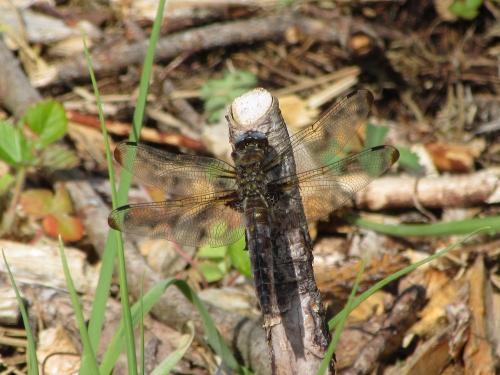 Libellula fulva